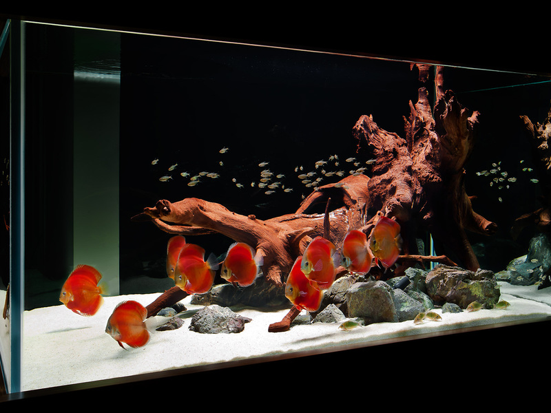 Аквариум 4