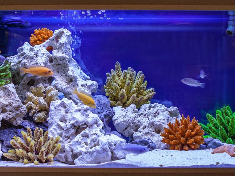 Аквариум 5