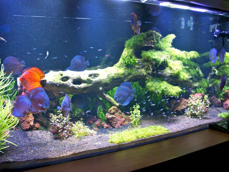 Аквариум 6