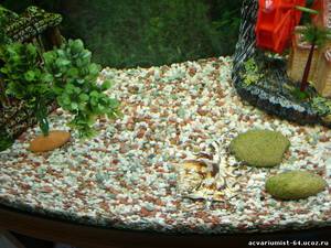 Песчаный грунт для аквариума