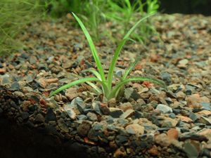 Как ухаживать за грунтом