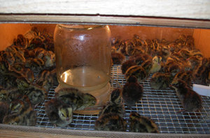 Брудер для перепелов-делаем сами