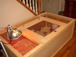  Обустройство брудера  для перепелов