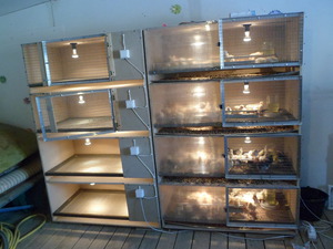 Как сделать брудер для перепелов своими руками: материалы и требования