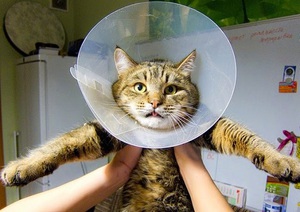 Особые указания к применению Фунгина для лечения собак и кошек