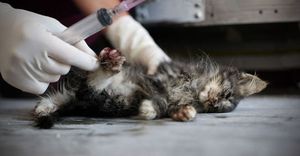 Когда проводят эвтаназию