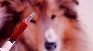 Проведение эвтаназии животного