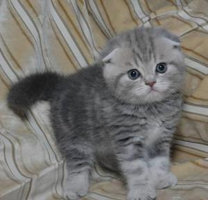 Рацион шотландского котенка