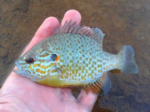 Правила содержания окуня