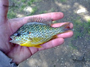 Правила разведения солнечных окуней