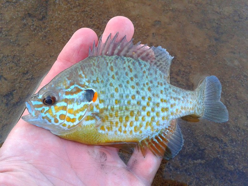 Охота на окуня