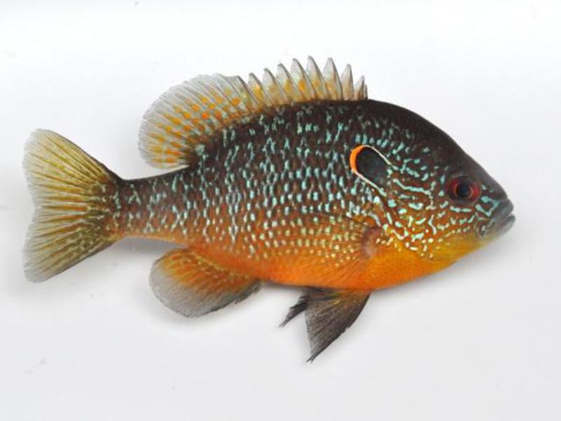 На что ловить солнечного окуня