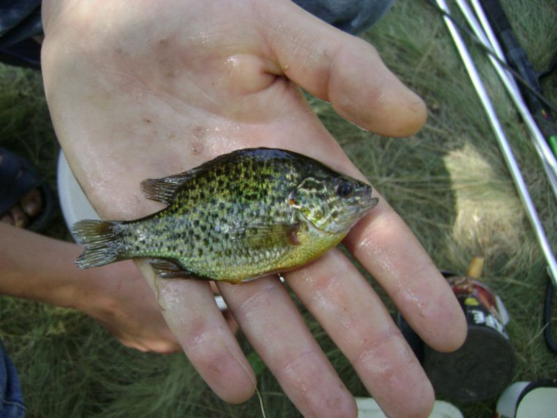 Как выглядит солнечный окунь