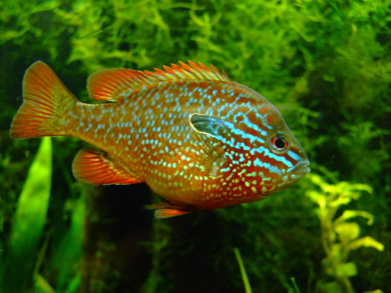 Правила ухода за солнечным окунем 