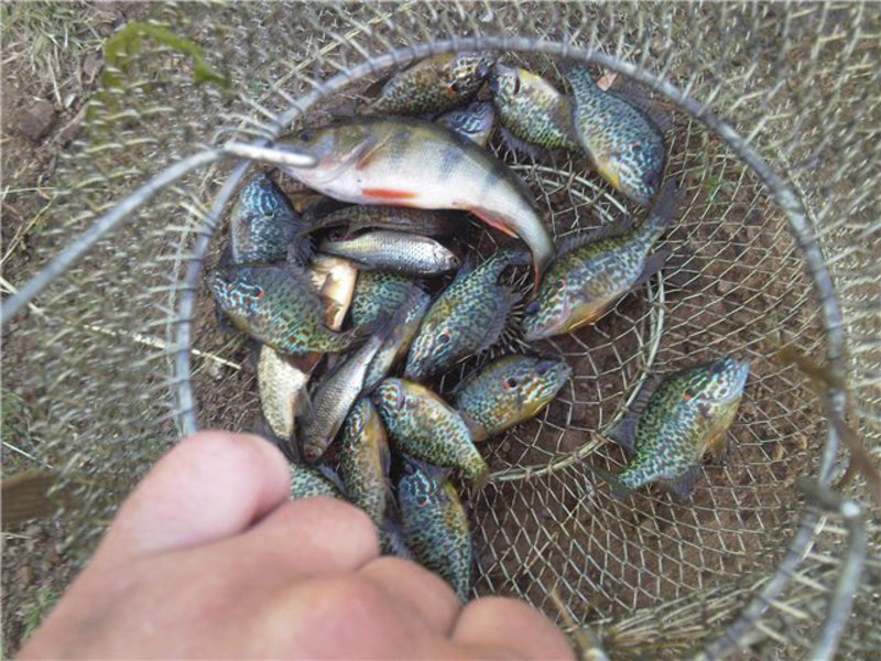 Солнечный окунь среда обитания