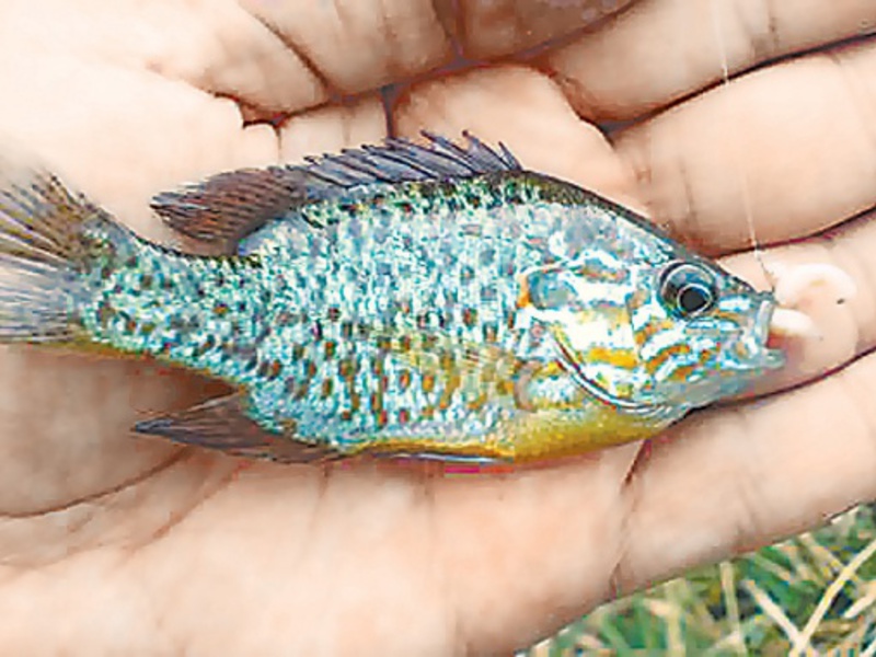 Особенности рыбы солнечный окунь