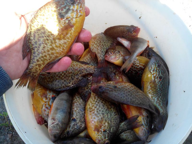 Как выглядит солнечный окунь