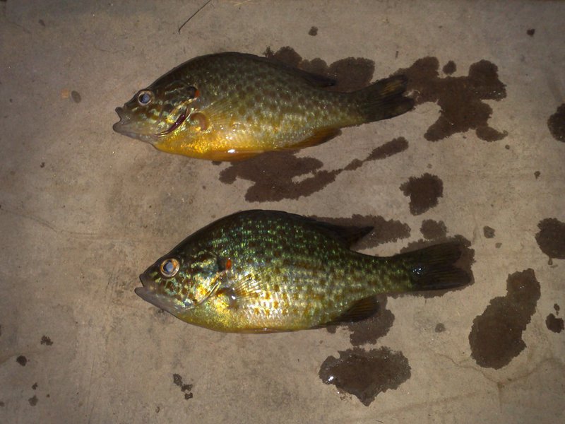 Кормление солнечного окуня в домашних условиях