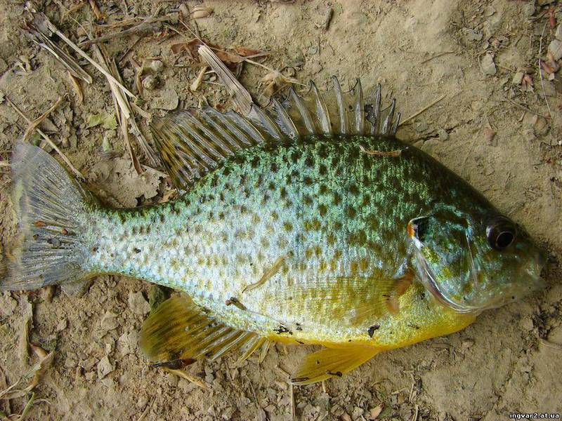 Как ловить окуней