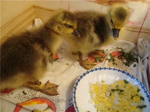 Нюансы кормления гусят и ухода за ними