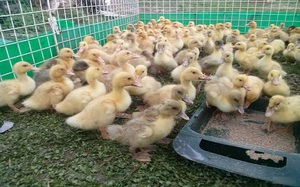 Необходимый рацион гусят после второй недели жизни