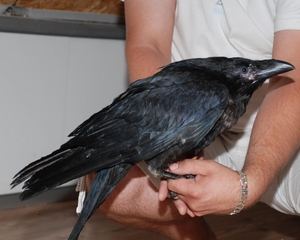 Как питается ворона на воле