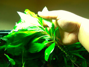 Номафила или лимонник аквариумный - разведение