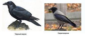 Ворона и ворон отличительные черты