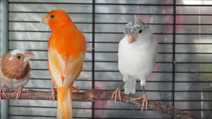 Условия для канареек