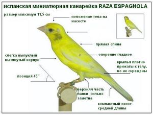 Размножение канареек