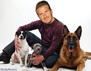 Кинолог с собаками