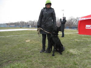  Профессия кинолог