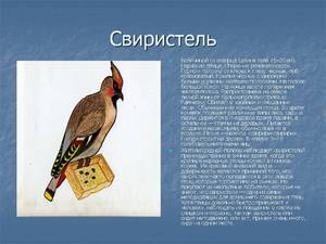 Питание свиристели