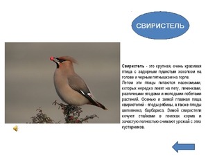 Среда обитания свиристели