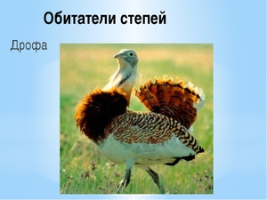Птица дрофа