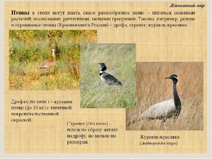 Чем питается дрофа