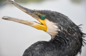 Баклан и время его гнездования