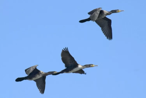 Зимовка бакланов в мягком климате