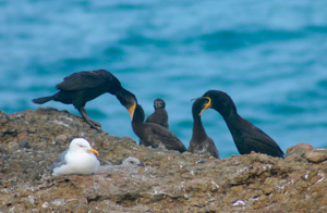 Бакланы кормят птенцов полупереваренной пищей