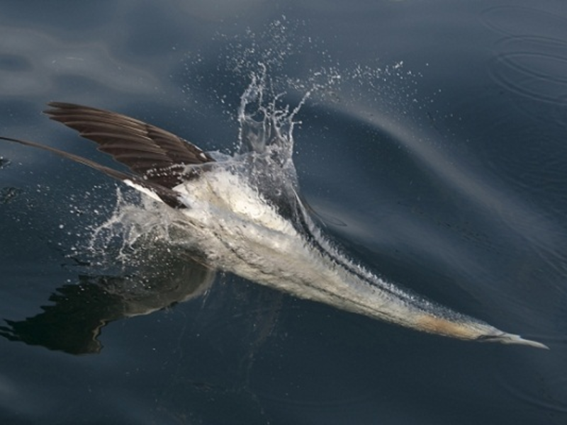 Ныряние Баклана в воду Охотясь на рыбу, большой баклан может нырнуть на глубину 10 метров