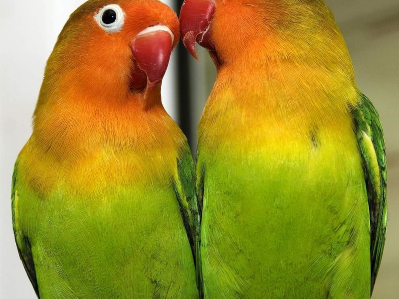 Пара попугаев неразлучников