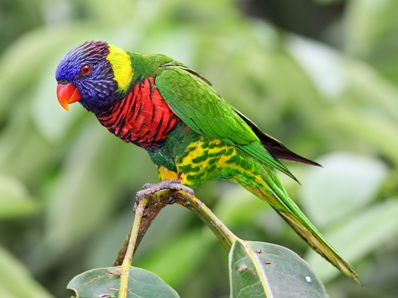 Попугай Лори - радужный попугай