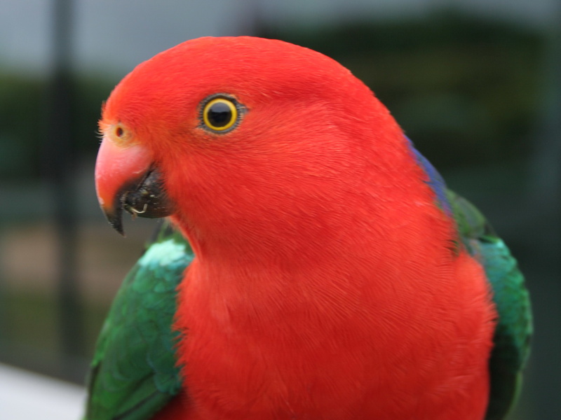 Королевские попугаи