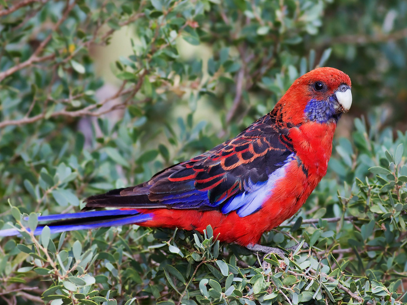 Красный пестрый попугай