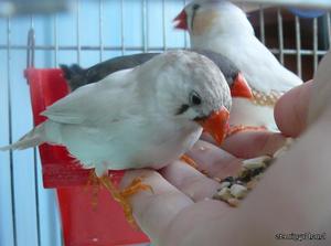 Уход за амадинами