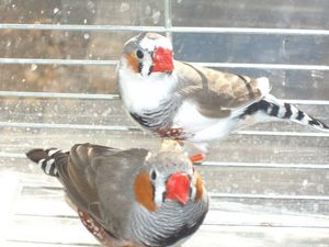 Разновидности породы птички амадин