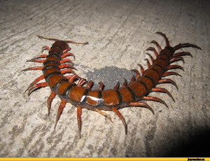 Чем питается сколопендра